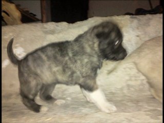 KANGAL   || HAFİK HAYRAN FOTOLARI||