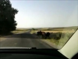 KIRLANGIÇ KÖYÜ DAVUL ZURNA1