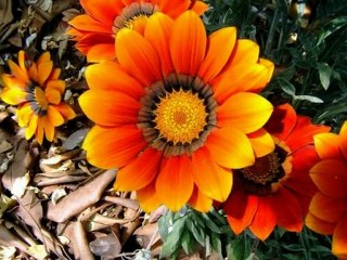 Hakki Bulut & linet - Bahtin AÃ§ik Olsun