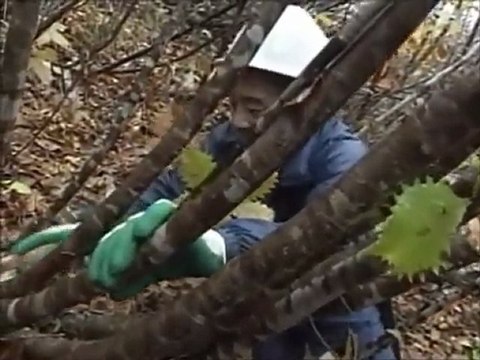 Japan Shirakawa-go　白川郷　１ TV BEGIN Japanology ≪English≫〔Japanese culture〕