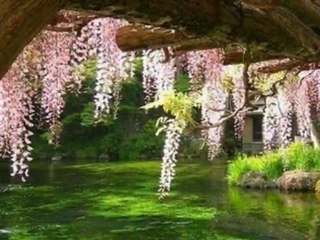 Ercan Turgut - Azap Cicegi