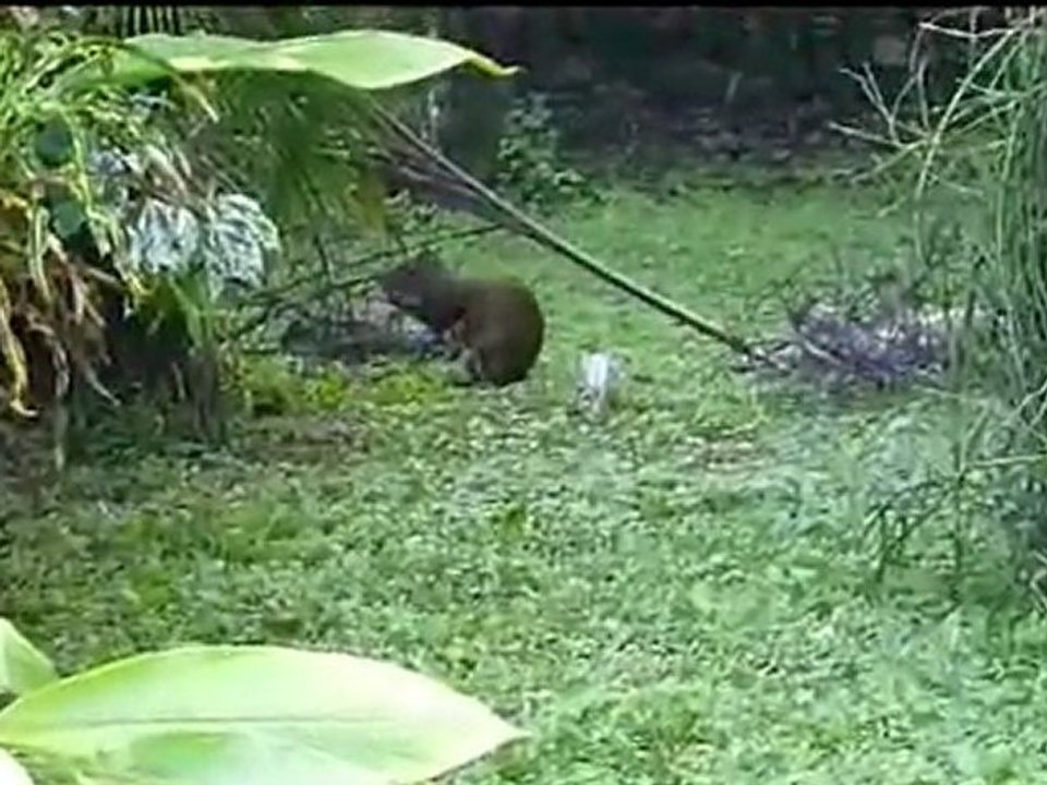 CAHUITA PORTO VIEJO  NET