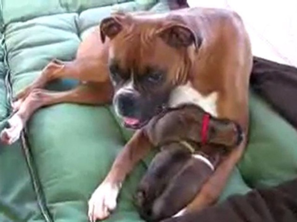 Amazing Puppy Birth Part 4