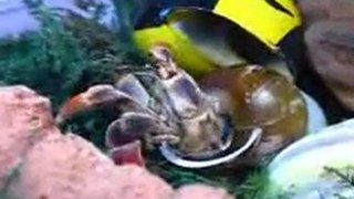 Hermit Crab changing shells
