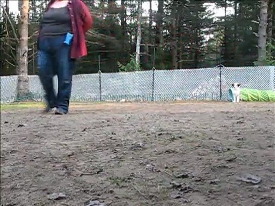 Blizz à l'âge de 4 mois : Ses premiers pas en obéissance et tours de fantaisie