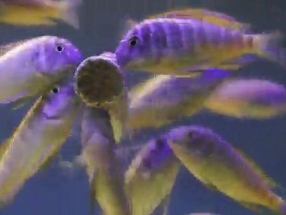 Tropheus İlangi Yellow ve Kasakalawe kolonim