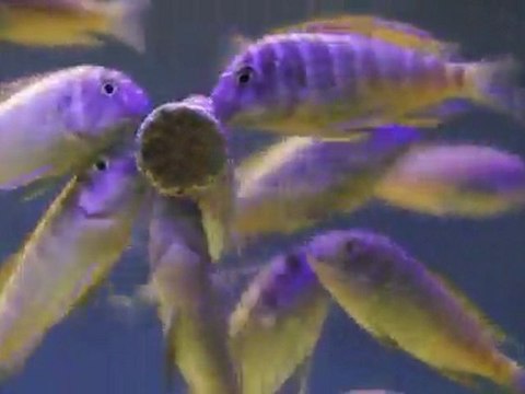 Tropheus İlangi Yellow ve Kasakalawe kolonim