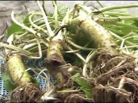 Japan Wasabi　山葵　２ TV BEGIN Japanology ≪English≫〔Japanese culture〕