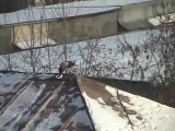 Un corbeau fait du snowboard sur un toit