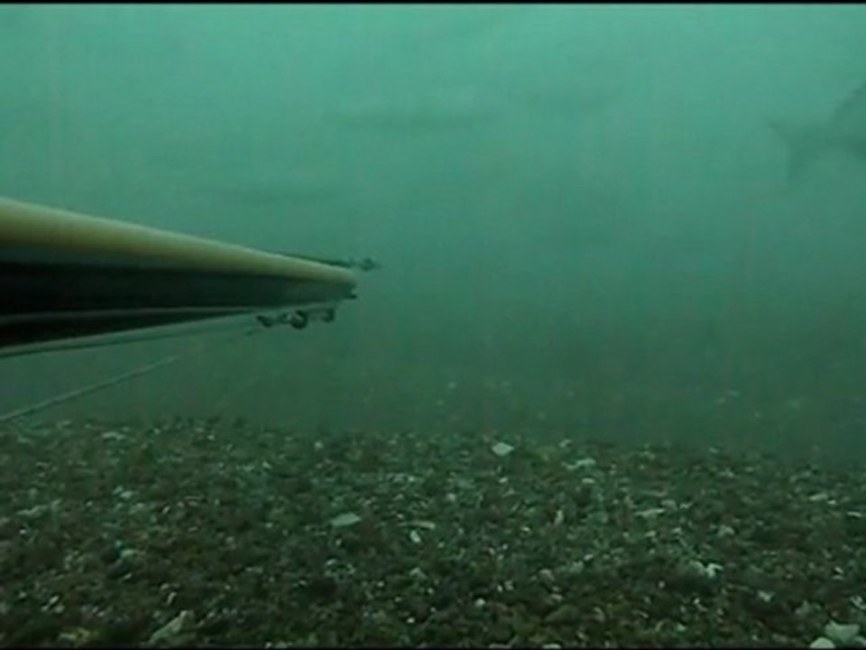 Vendredi 13 janvier 2012 - Pêche en apnée dans le cotentin