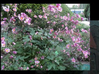 WROCŁAW BOTANICZNY OGRÓD