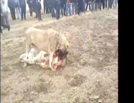 Konya Pehlivanı YİĞİT vs Karapınar Şampiyonu BOZİLİ