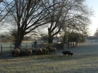 Spoty entraînement troupeau