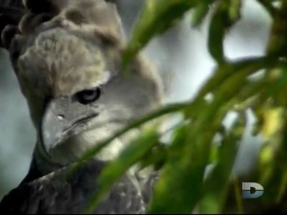 L'aigle qui mangeait des singes