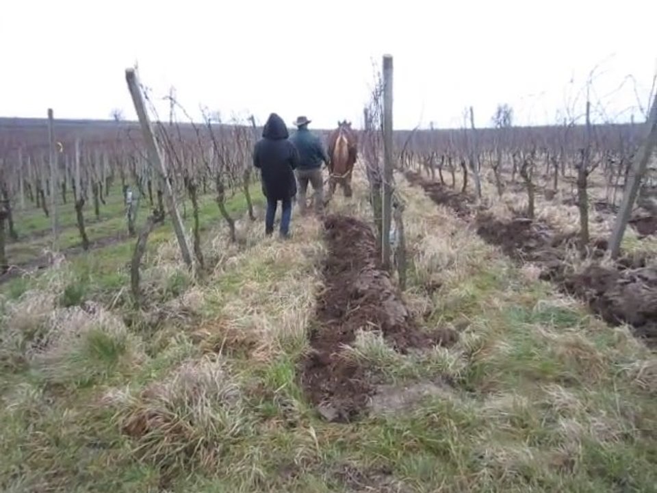 labours de nos vignes avec Skippy notre cheval de trait janvier 2012