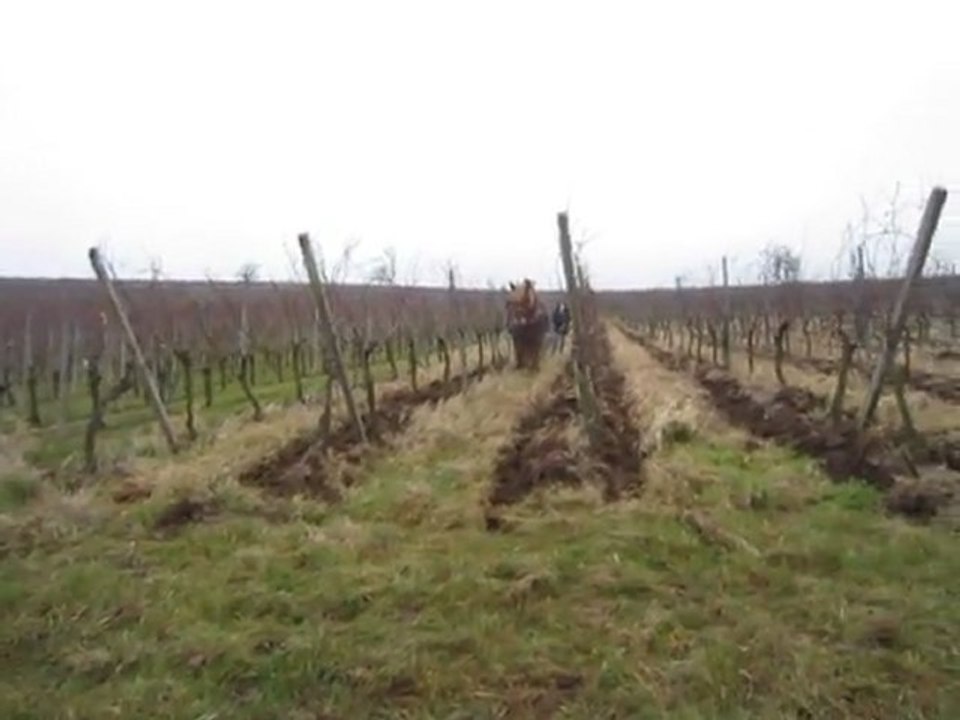 labours de nos vignes avec Skippy notre cheval de trait janvier 2012 suite