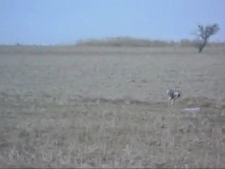 seter suuny gezinme videosu