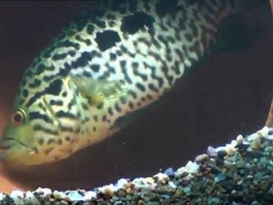 2012-01-15 - Jeunes Managuensis