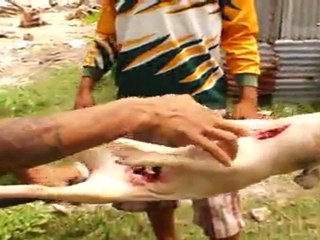 Sione's Goodbye Party -- Spearing the Pig for the Spit