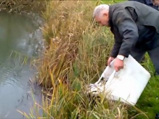Rempoissonnement vandoise 2012