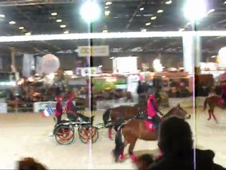 Franches-Montagnes Salon du cheval de Paris 2011
