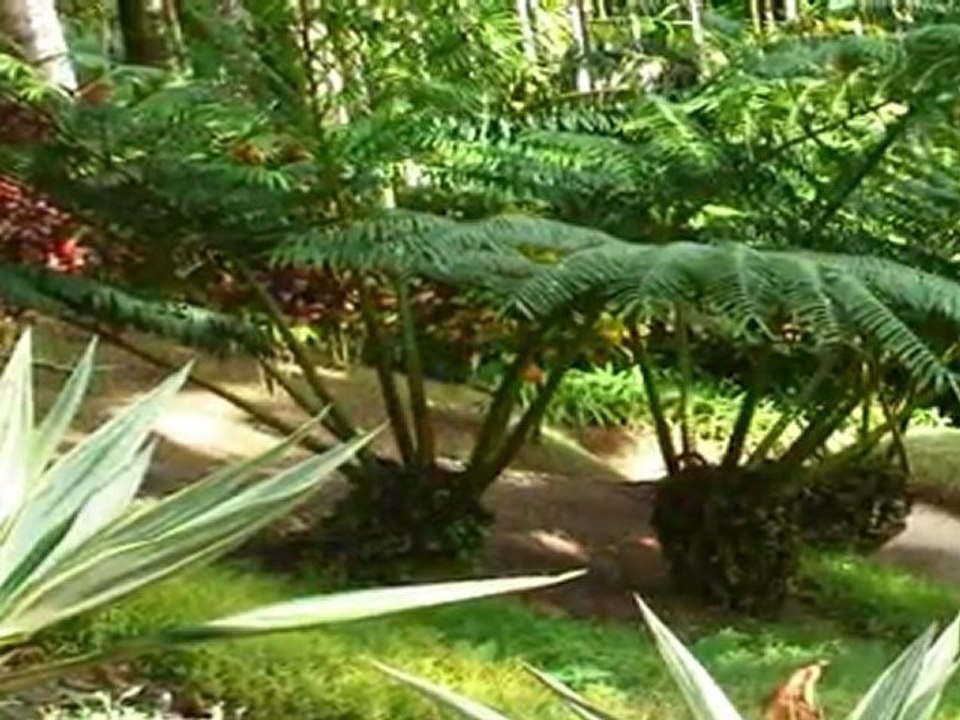 Martinique : Les Jardins de Balata