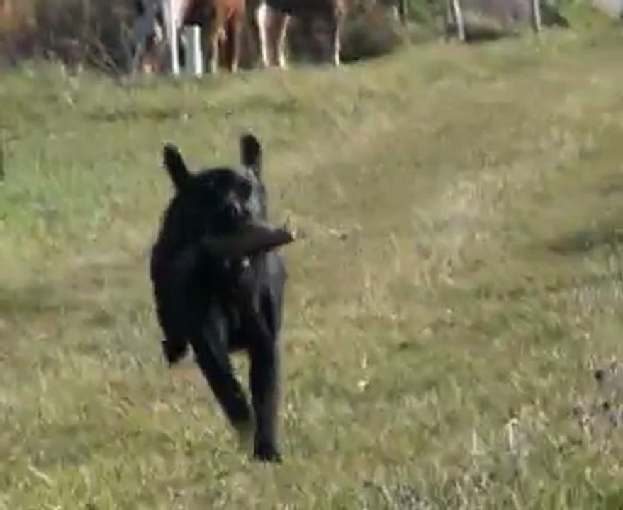 Dressage 8° mois Glams du Mazet de la Crau Labrador retriever