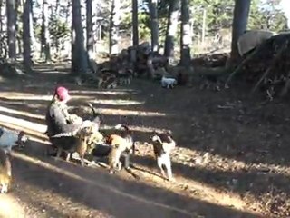 Promenande quotidienne au chenil le 15 Janvier 2012 avec les beagles