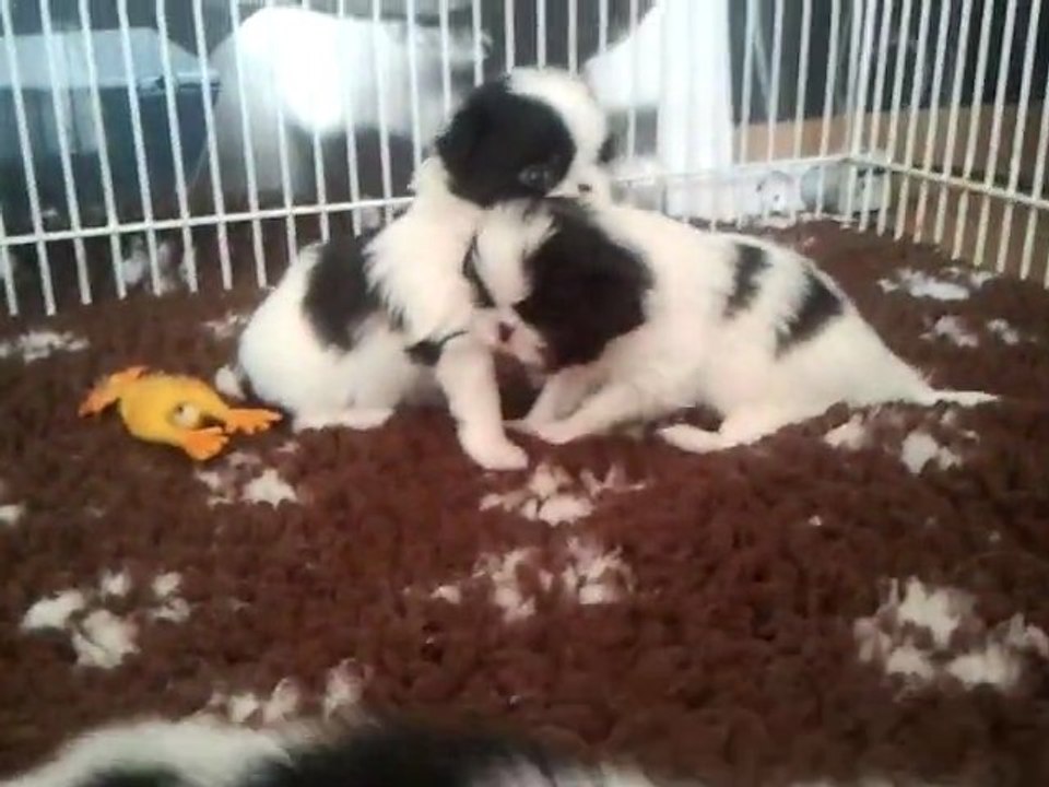 Gosha Na Ganja Gandaki chiots épagneul japonais du royaume de la Bichonnerie un mois le 16.01.12