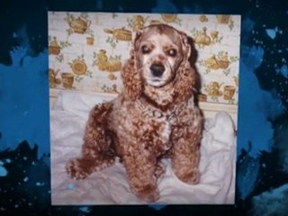 Designer Dog Beds From SeniorPetProducts.com