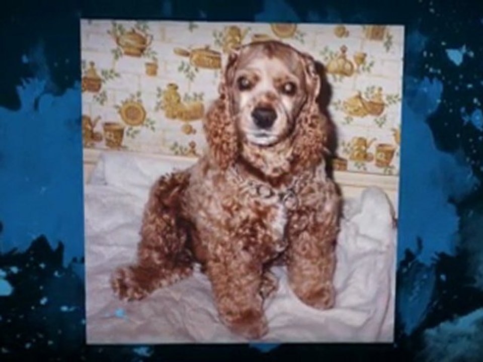 Designer Dog Beds From SeniorPetProducts.com