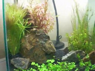 35x25x30h Lowtech Bitkili Nano Kırmızı Kristal Karides Tankım