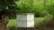 Las abejas europeas triunfan en Australia