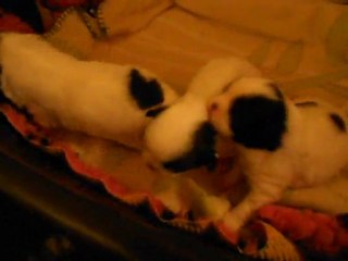 mes bébés chins