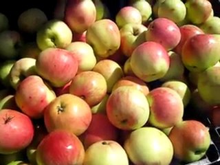 Kağızman Şah Elması