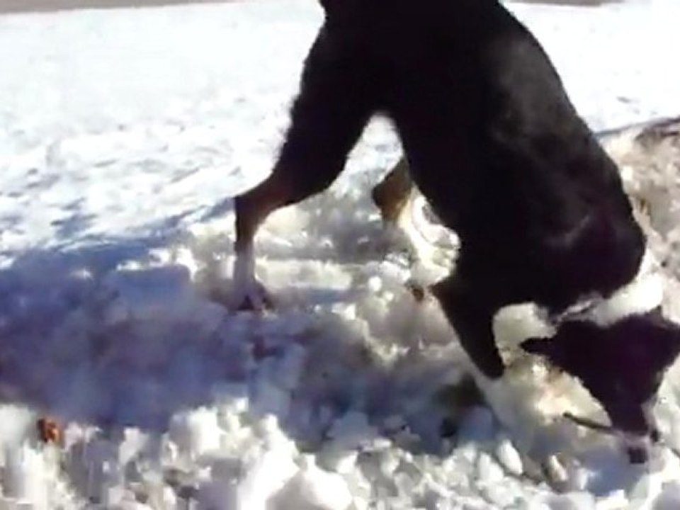 les loulou et la neige