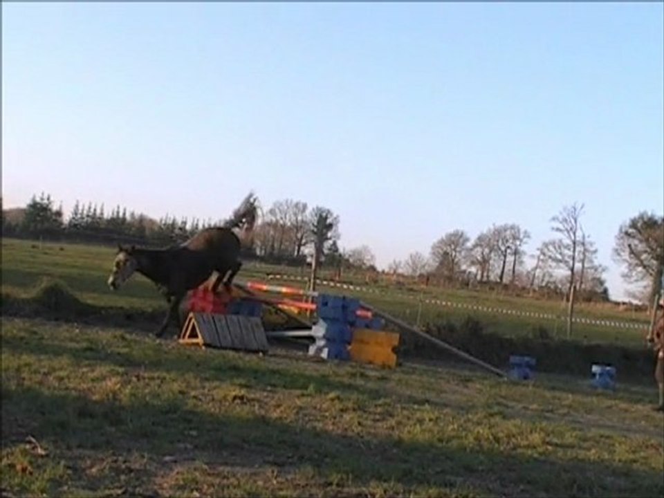 Vida Mia Tartifume holsteiner par Quantum