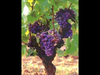 Mustafa Ergün - Bağbozumu (kendi sesinden)