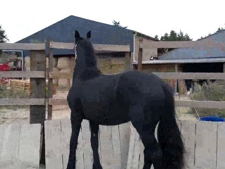 rond de longe