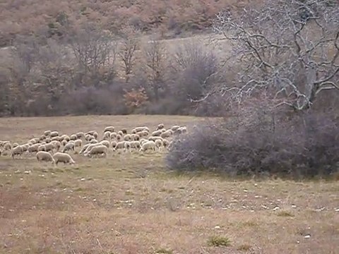 MOUTONS MéRINOS