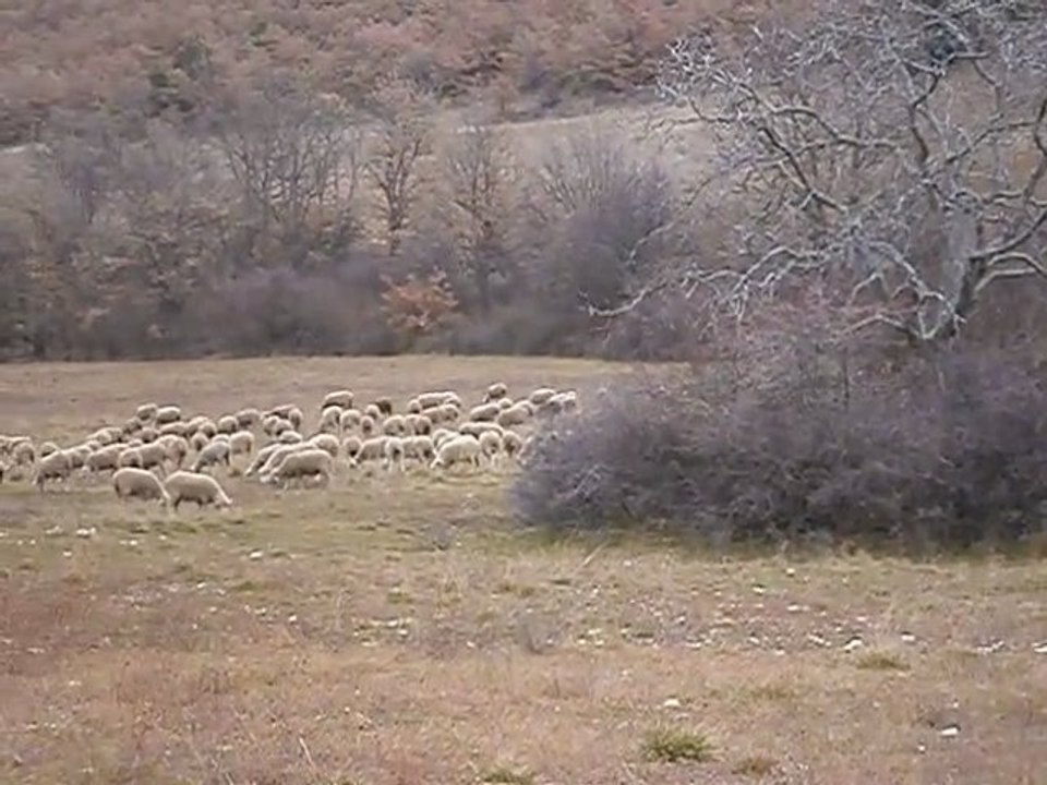 MOUTONS MéRINOS