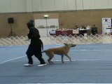 Doggy Dance chien et chat GB