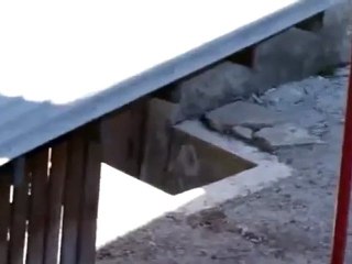 Un corbeau taquine deux chats en pleine bagarre