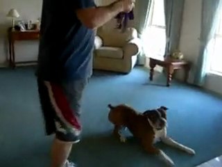 Dog Is Really Excited For Walk