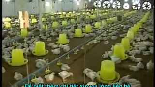 Chế phẩm balasa NO1 - dùng làm đệm lót lên men - đệm lót sinh học giúp người chăn nuôi gà, vịt đỡ tốn chi phí lao động