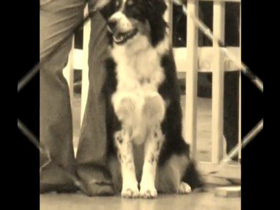 Chanel Paris dog Show 2012