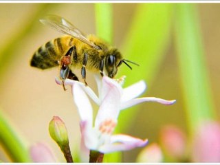 Zikredeyim Mevlam Seni - Sedat Uçan