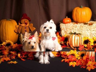 Cute Dogs and Puppies - Crazy Tails Grooming Salon