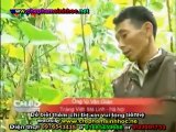 VTV4 - 10-12 đến 12-12-2011 - Kết quả sử dụng chế phẩm sinh học Vườn Sinh Thái trong trồng rau sạch tại Hà Nội
