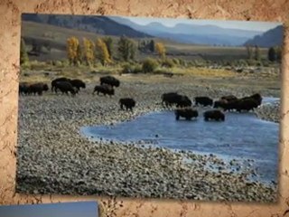 What Yellowstone National Park Offers